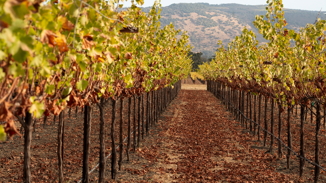 Rows of grape vines.