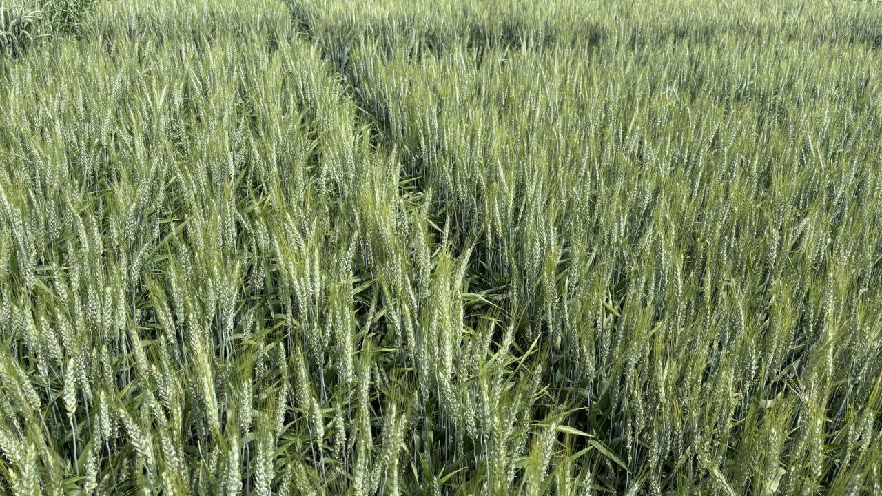 Wheat with reduced allergenicity growing at the UC Davis Agronomy Field Headquarters. (Jorge Dubcovsky / UC Davis)