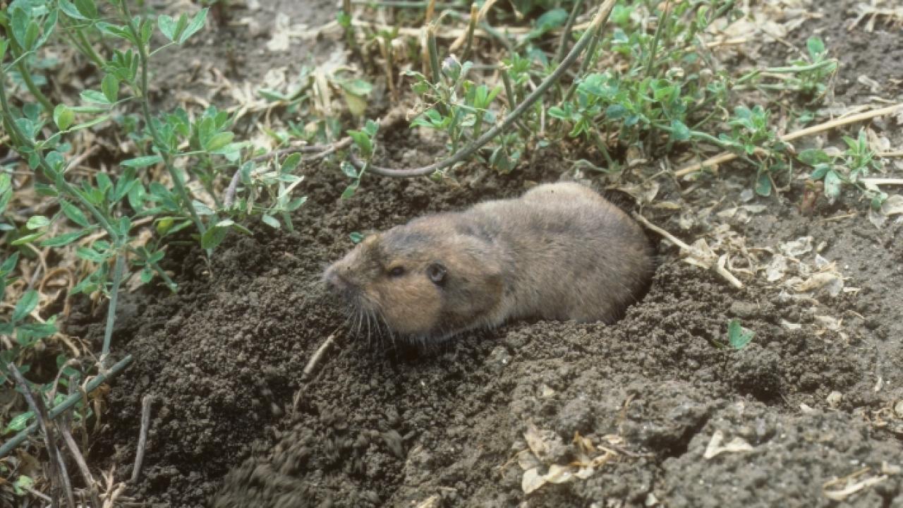 A pocket gopher emerges from a burrow. The holes and mounds created by burrowing rodents pose hazards to farmworkers and farm machinery. (Courtesy Photo)