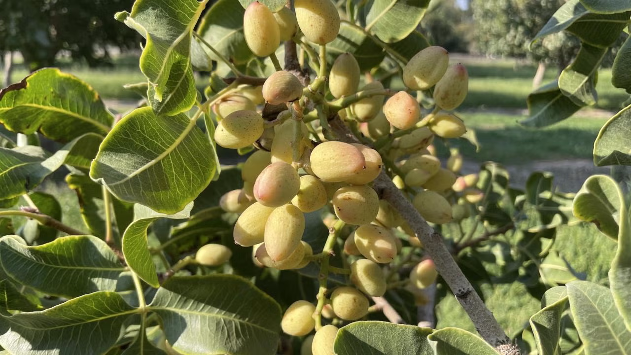 Researchers have generated the most comprehensive genome sequence of the pistachio, allowing plant breeders to create better varieties. (Bárbara Blanco-Ulate / UC Davis)