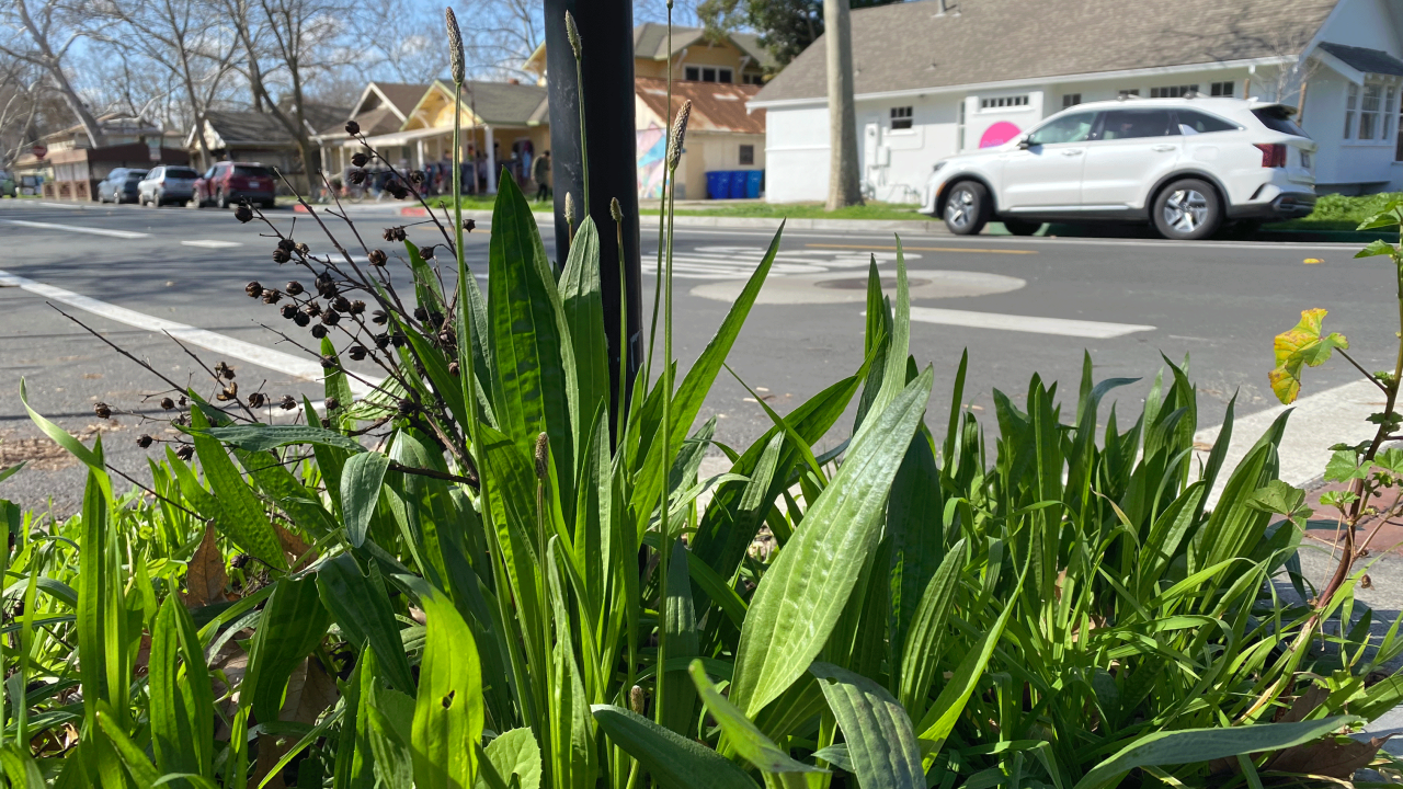 Plantago lanceolata, an invasive plant also known as ribwort plantain that can be dormant for up to 177 years before expanding. (Mohsen Mesgaran/UC Davis)