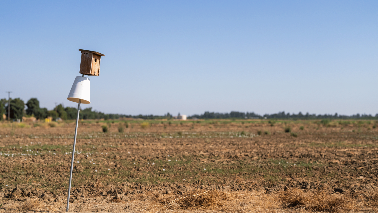 Nest box located on agricultural land in Davis, photo by: Jael Mackendorf, UC Davis
