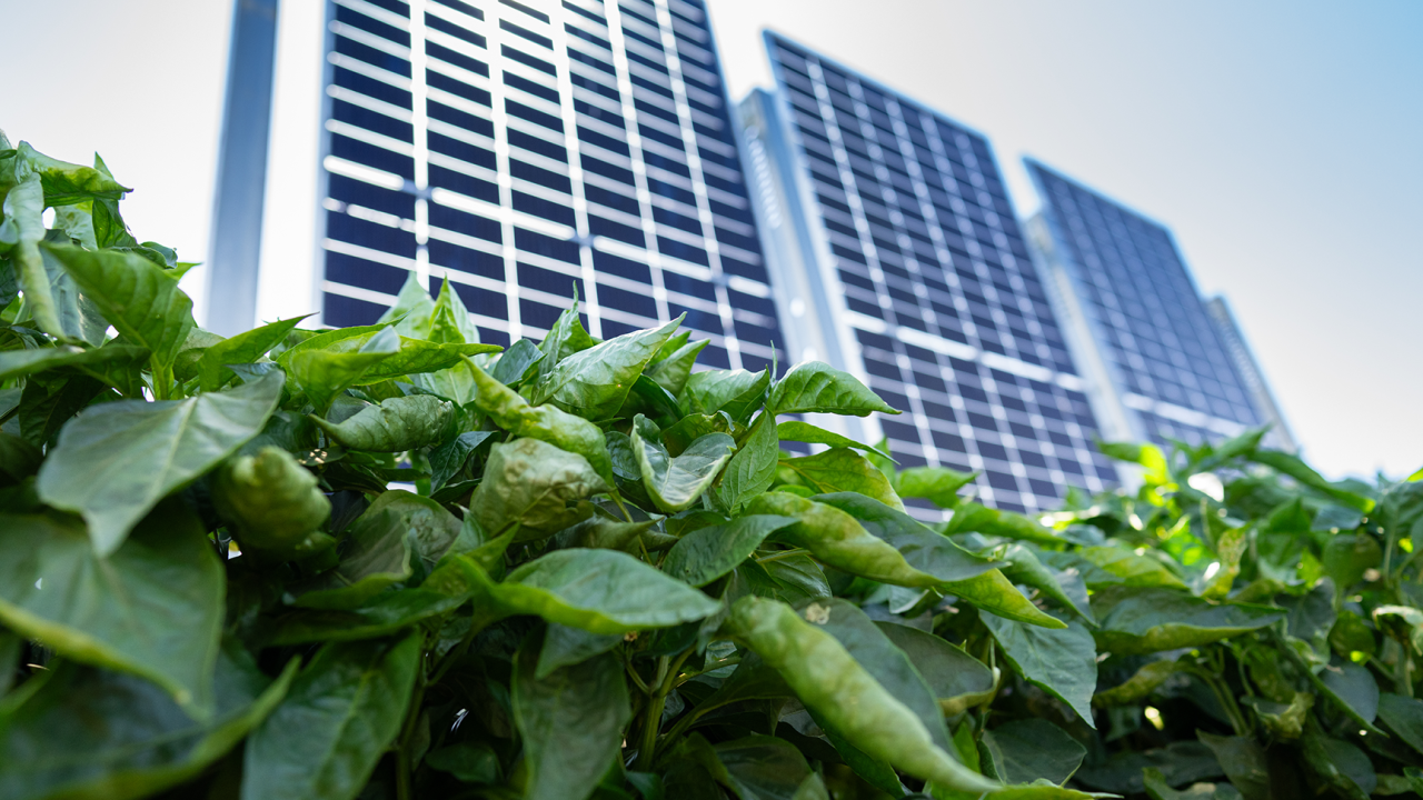 Pepper plants growing on campus, part of an experiment examining the effects of agrivoltaics. Photo by: Jael Mackendorf, UC Davis