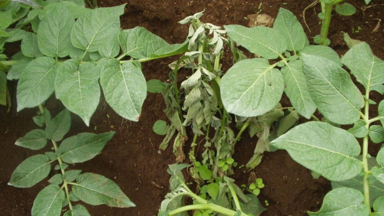 Ralstonia solanacearum in a potato plant. The bacterium destroys the vascular system in plants, causing them to succumb to wilt disease. (Credit: Amilcar Sanchez)