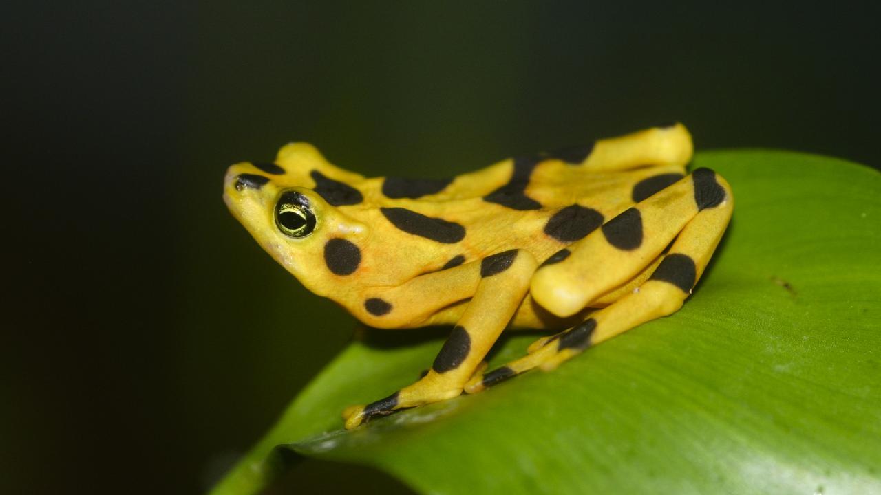 The Panamanian golden frog is endemic to Panama and is among the species whose populations collapsed following the deadly fungal pathogen "Bd." (Brian Gratwicke, Wikimedia Commons)
