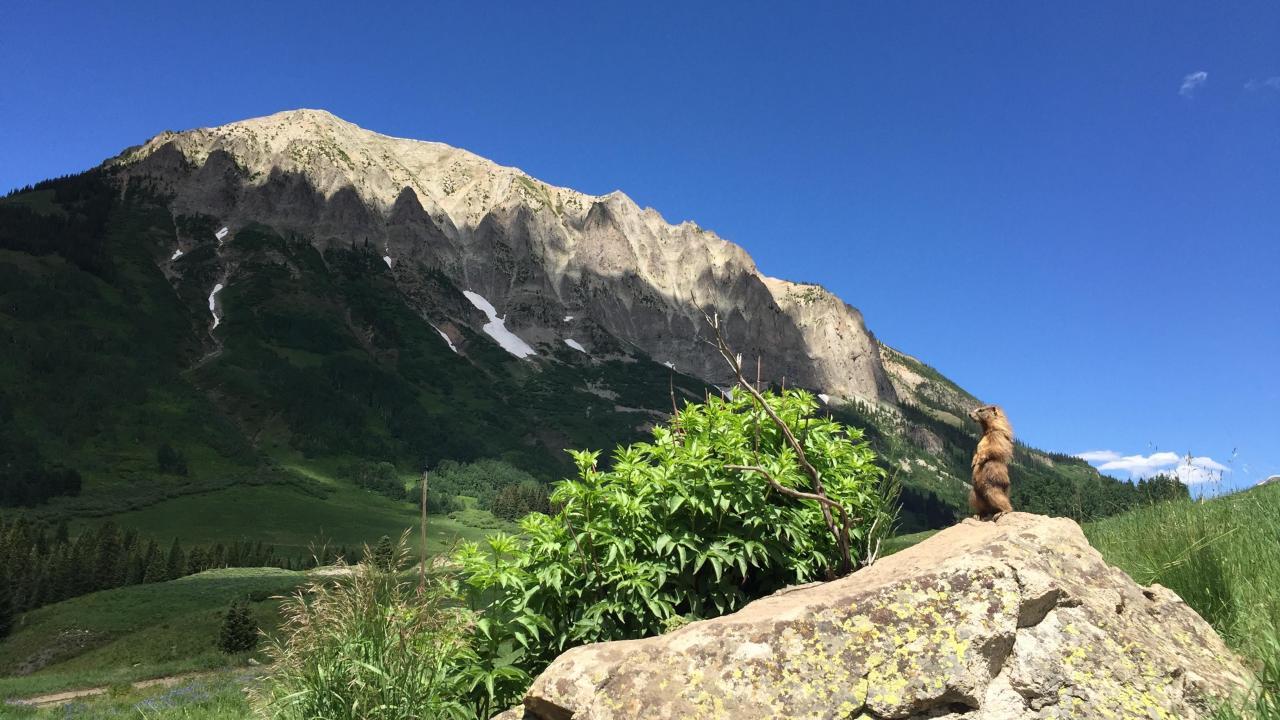 A yellow-bellied marmot looks across a Sierra Nevada landscape. (Aviva Rossi/UC Davis)