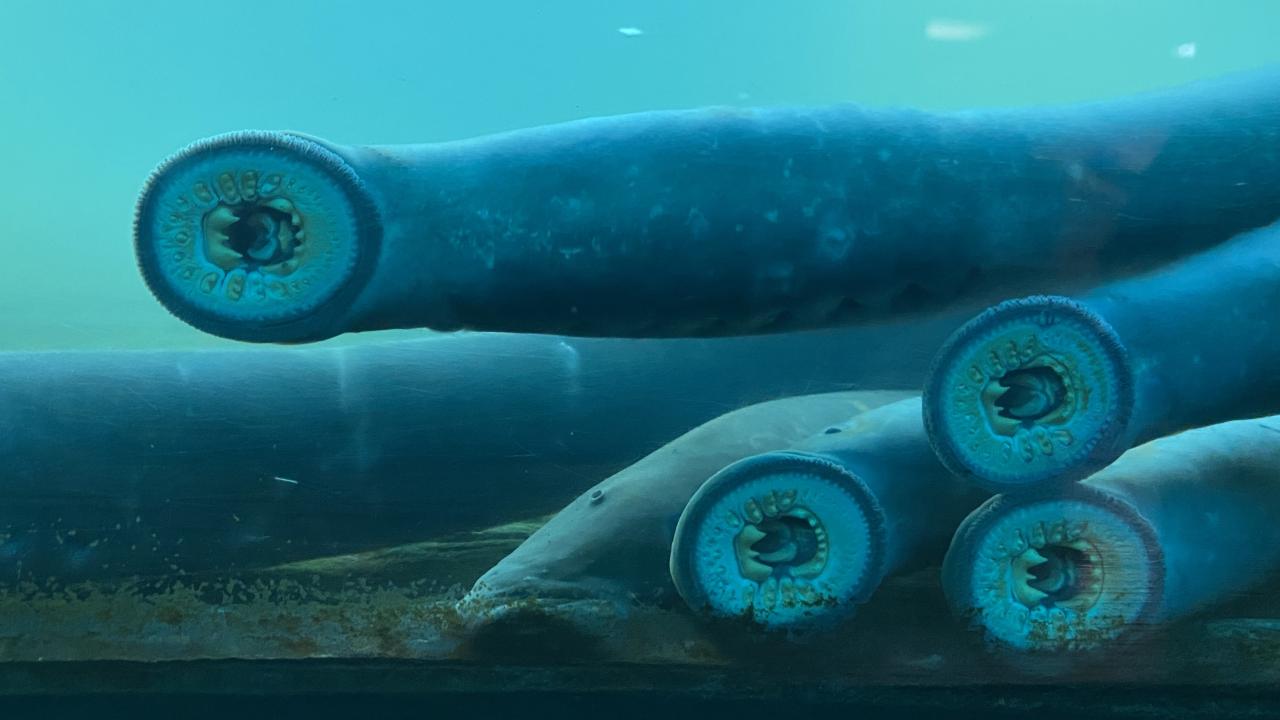 Migrating Pacific lamprey (U.S. Fish and Wildlife Service).