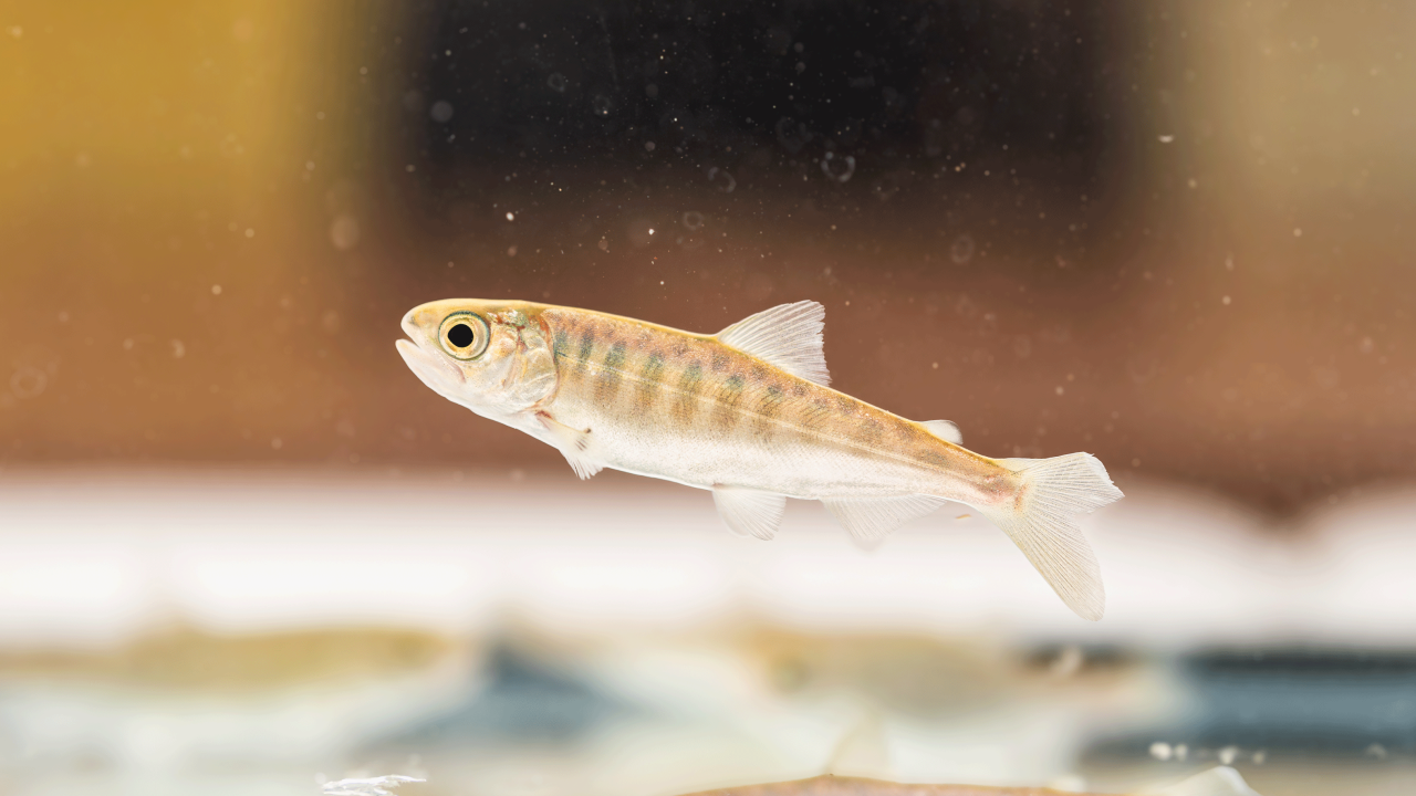 Juvenile spring-run Chinook salmon living at the UC Davis Center for Aquatic Biology and Aquaculture, photo by: Jael Mackendorf, UC Davis