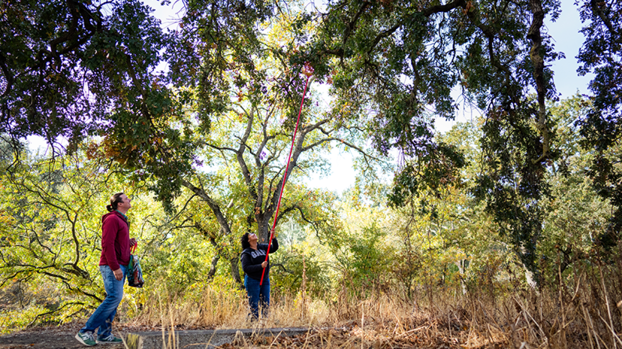 Marshall McMunn, assistant professor of teaching with the Department of Entomology and Nematology, and animal biology major Kora Hermida, use a fruit picker to collect galls from the branches of oak trees in Davis as part of a research project on the California oak gall wasp. Photo by: Jael Mackendorf, UC Davis