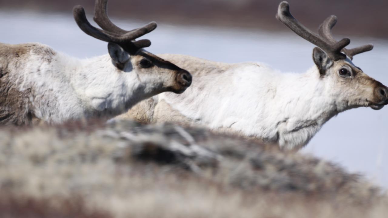 A herd of caribou in arctic Greenland. Caribou at this study site have been declining over the past several years, while muskoxen have been increasing. Such herbivores help rare plant species persist in a rapidly changing climate. (Eric Post/UC Davis)