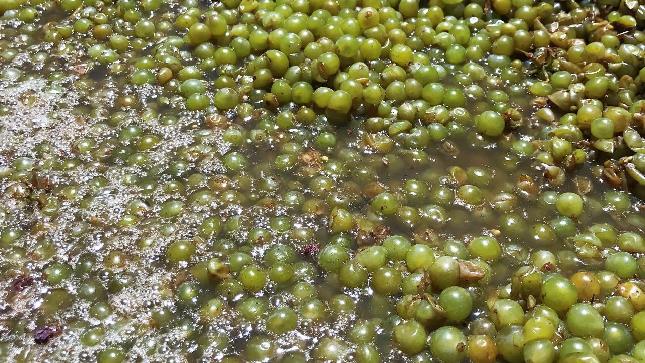 Grapes used to make chardonnay wine; (Photo by WellVine)