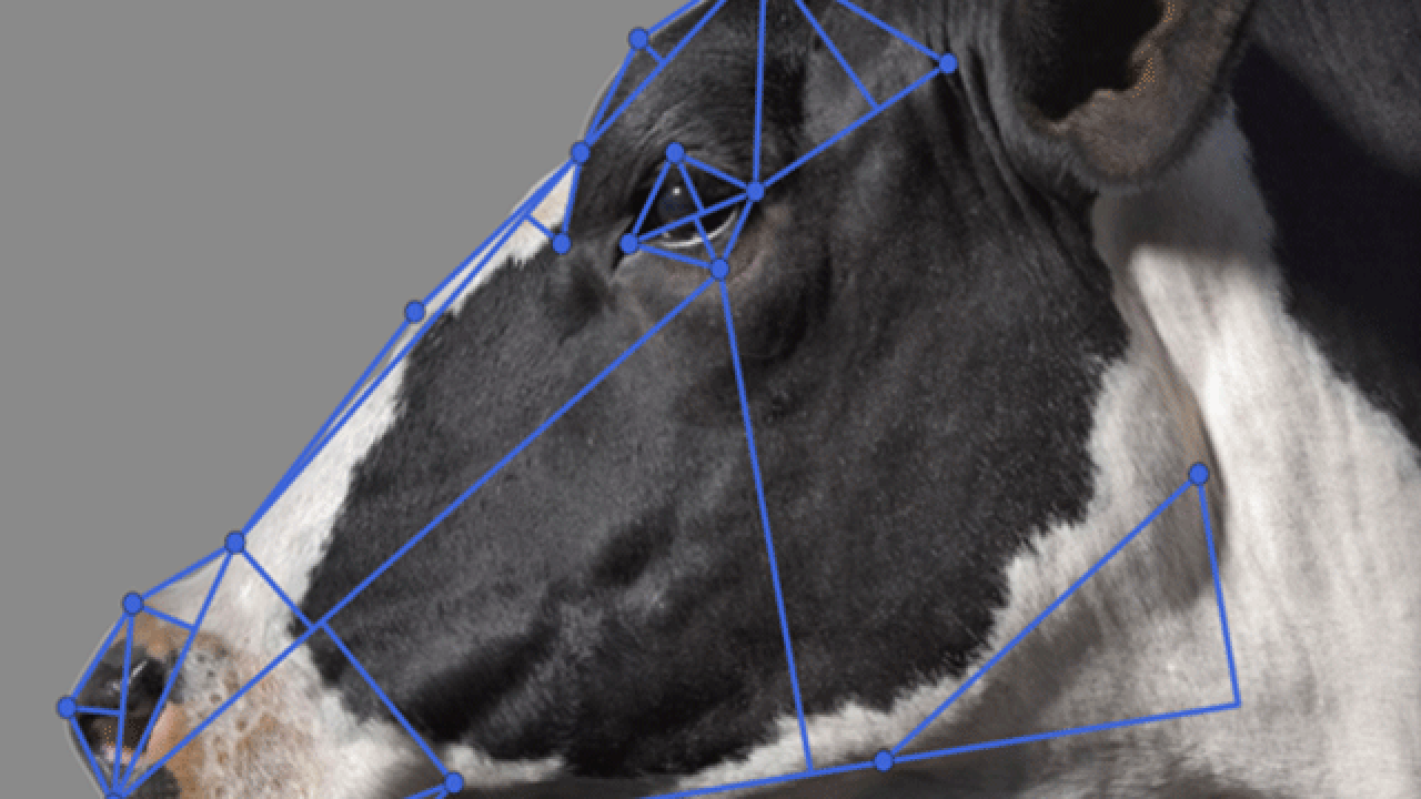 Graphic representation of measurements that can be used in facial inference algorithms.