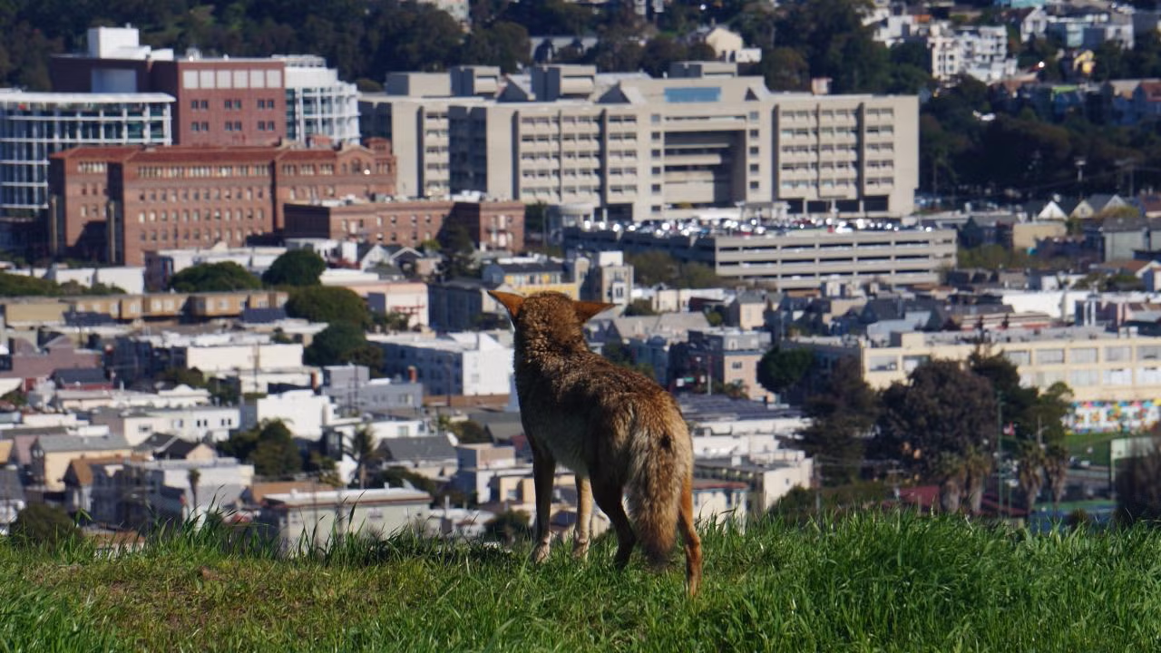 A coyote in San Francisco takes in a view of the city. (Tali Caspi, UC Davis)