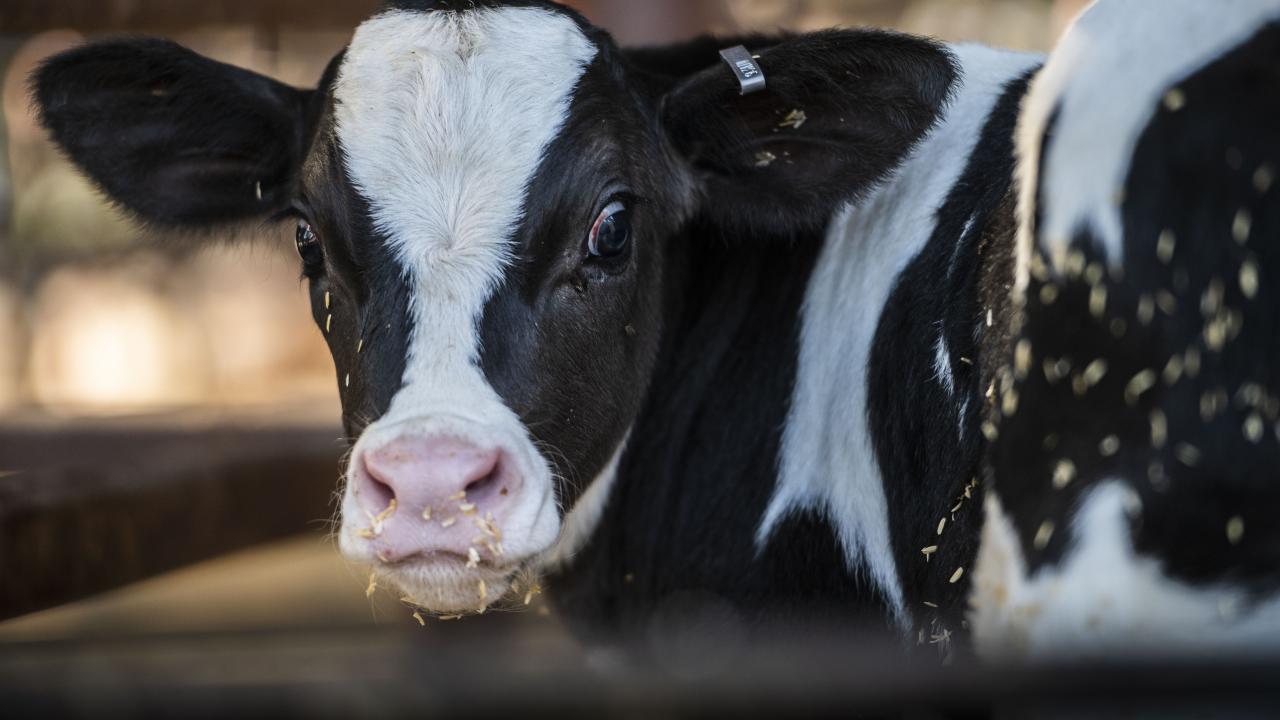A dairy cow at the Dairy Teaching and Research Facility. (Hector Amezcua / UC Davis)