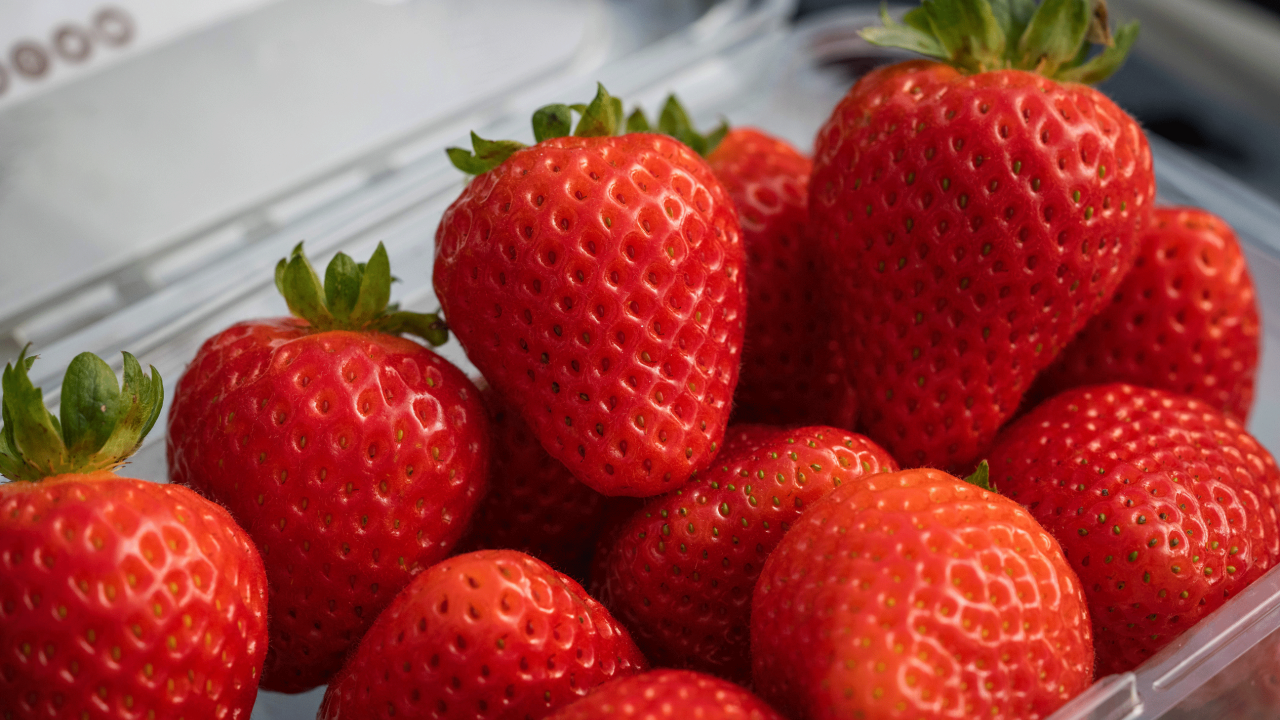 UCD Eclipse strawberries grown in Santa Maria, CA. Credit: Jael Mackendorf / UC Davis