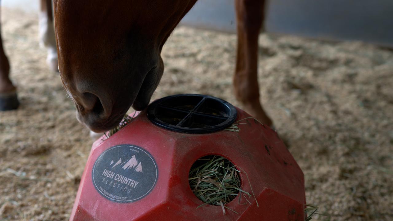 A horse pulls hay out of the hay ball while in their stable.