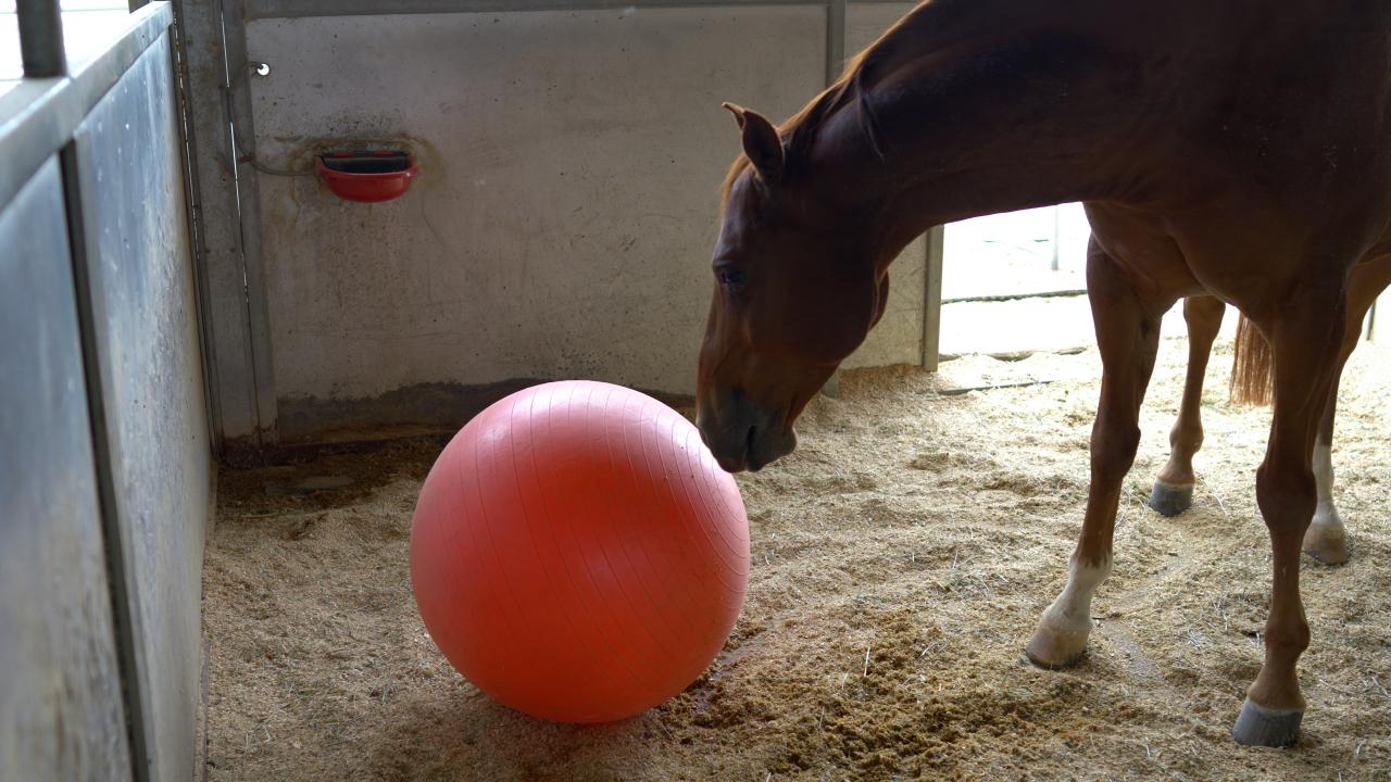 A brown horse plays with red ball while in their stable.