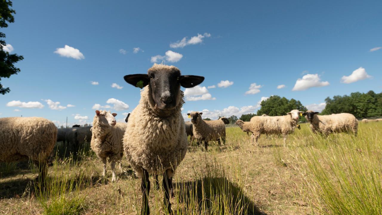 This UC Davis ewe, center, will be transported with more than 20 more in her flock to the Campus Gateway Wednesday through Friday as part of a campus pilot project using sheep to graze grounds in a central part of campus. Here the sheep are grazing in their campus pasture on the west part of campus last week. (Gregory Urquiaga, UC Davis)