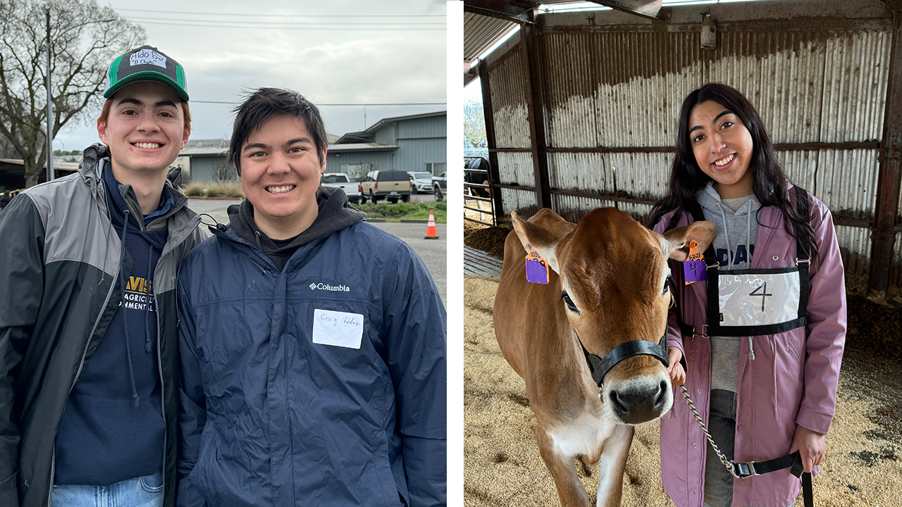 UC Davis Field Day was buzzing with energy as FFA and 4-H students competed, connected and celebrated all things agriculture. (Stephanie Perla/UC Davis)
