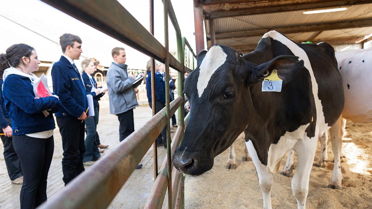 A cow being judged at Field Day.