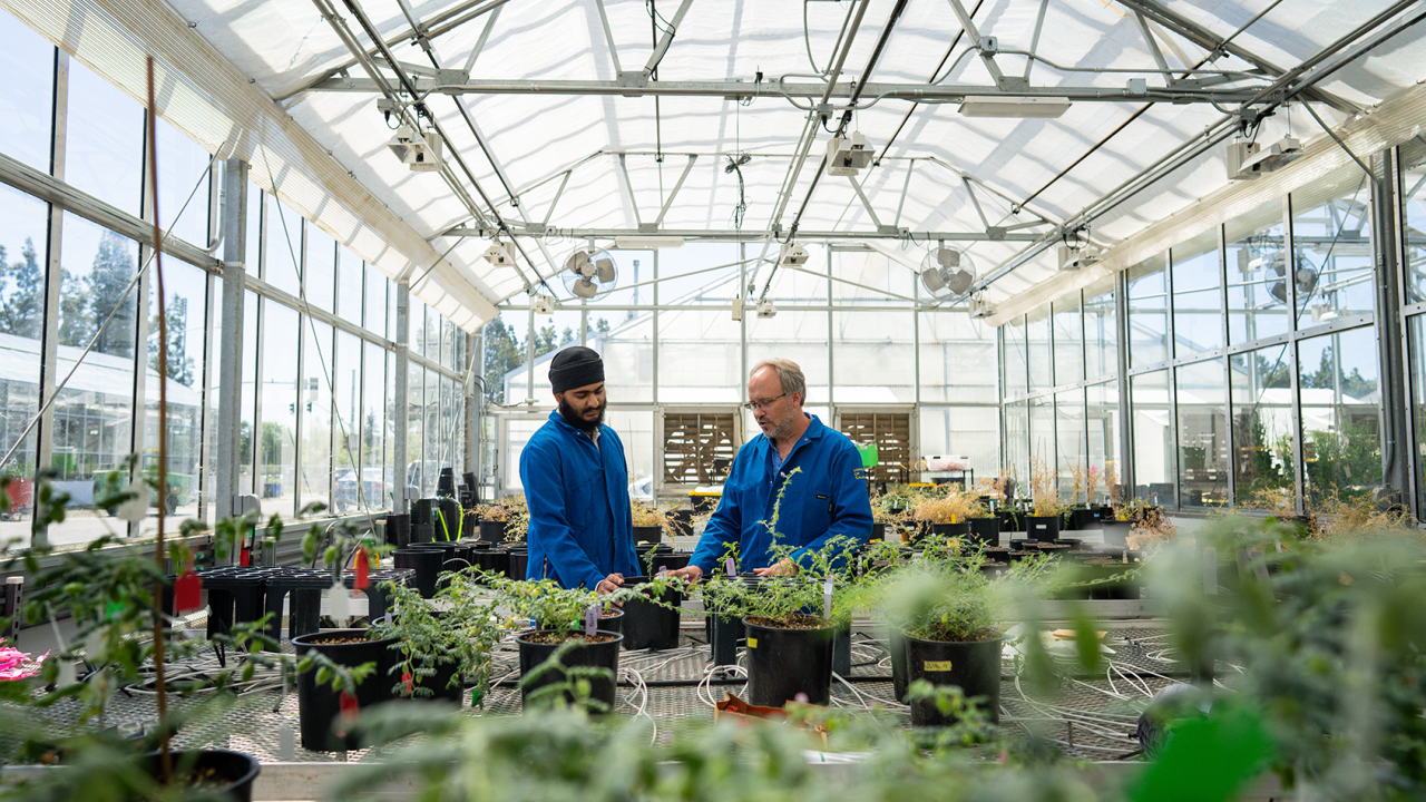 Two people inspect plants together in a greenhouse.