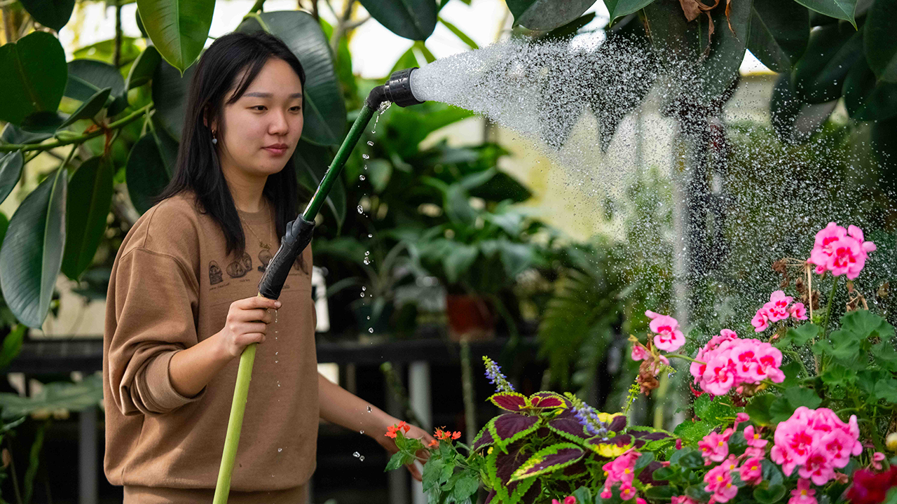 Agricultural and Environmental Technology major Emily Chung waters plants in the Pat J. Brown lab. (Elyssa Lieu/UC Davis)