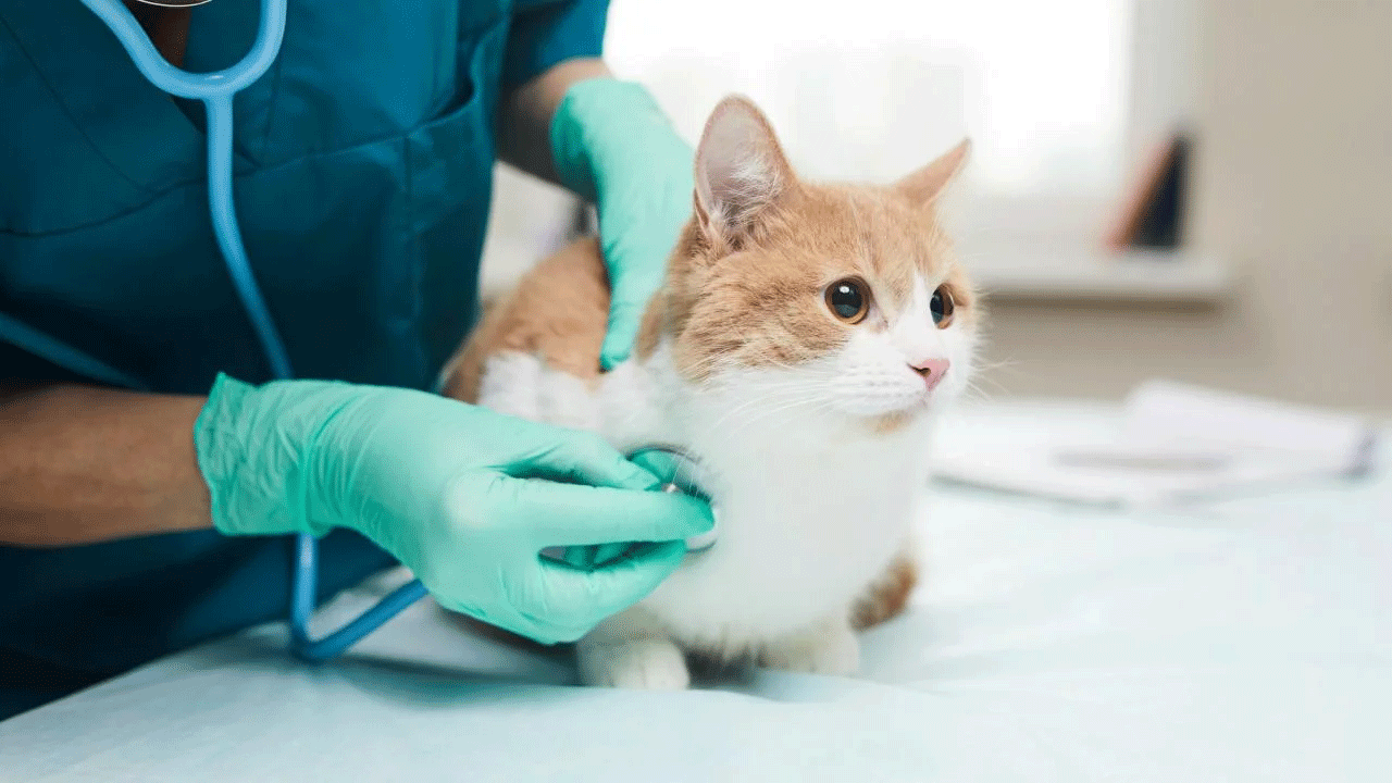 UC Davis researchers have found that cats show fewer signs of stress when appointments are virtual rather than in a veterinary office. They say telemedicine could be effective for routine consults or quick questions about a cat's health. (Getty Images)