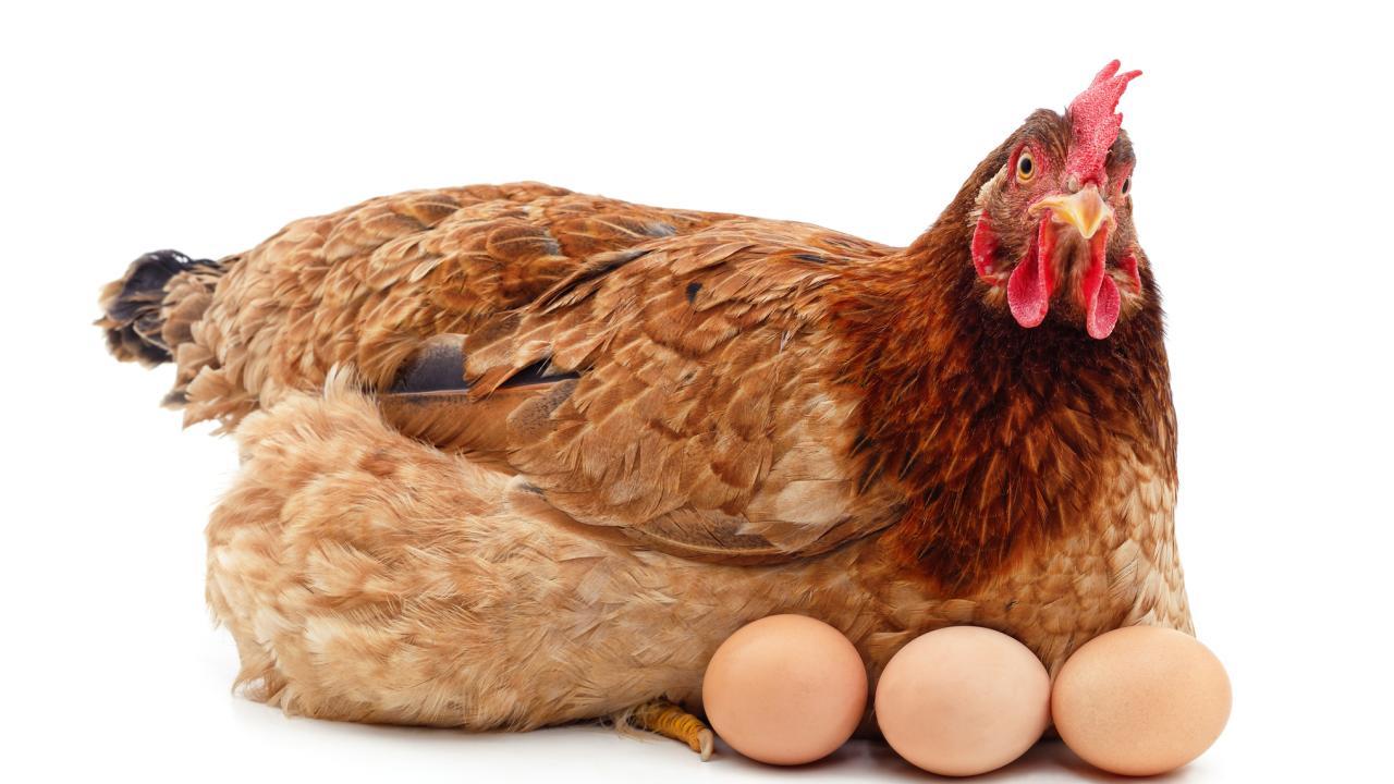 Birds produce a form of antibody, IgY, found in eggs. UC Davis researchers have shown that quantities of IgY antibody specific for the COVID-19 virus spike protein can be produced from eggs by immunizing hens. (Getty Images)