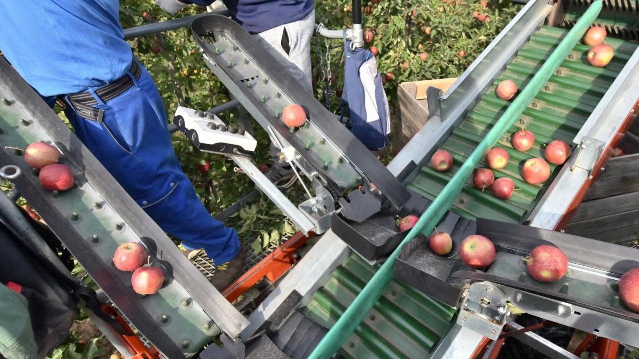 Conveyor belts with red apples being sorted by workers