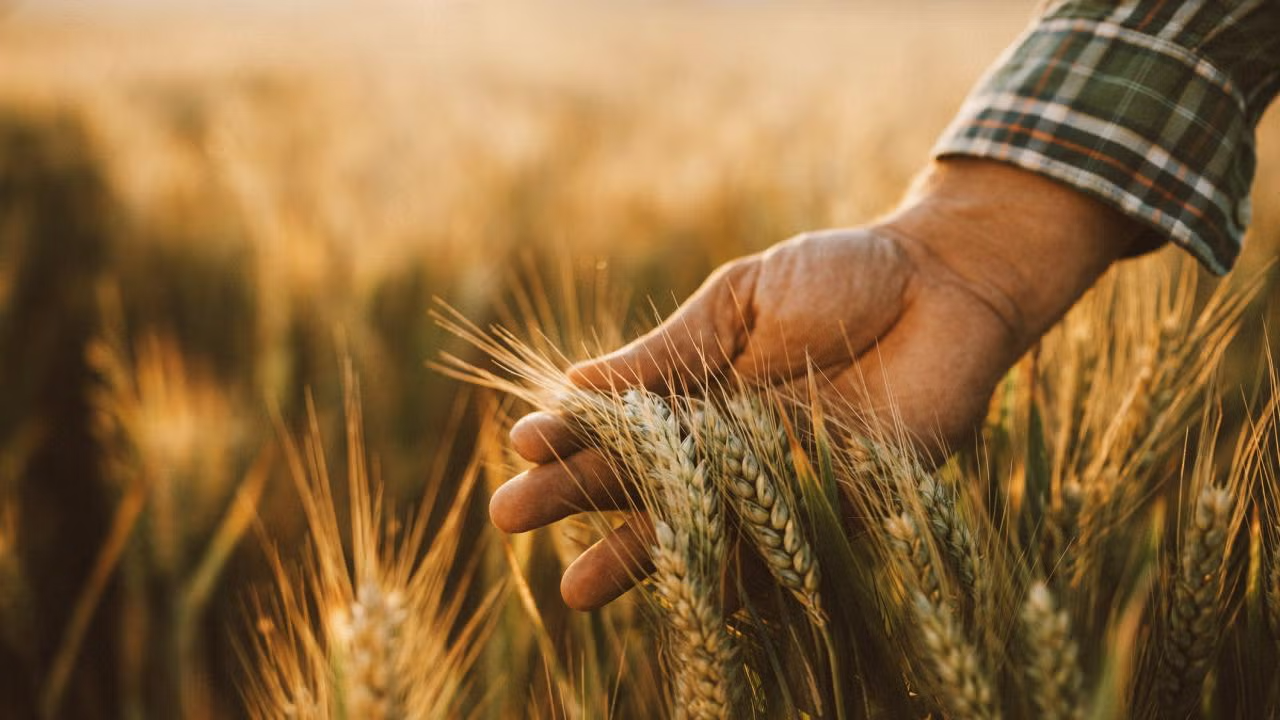 A hand holds a wheat plants in a field.