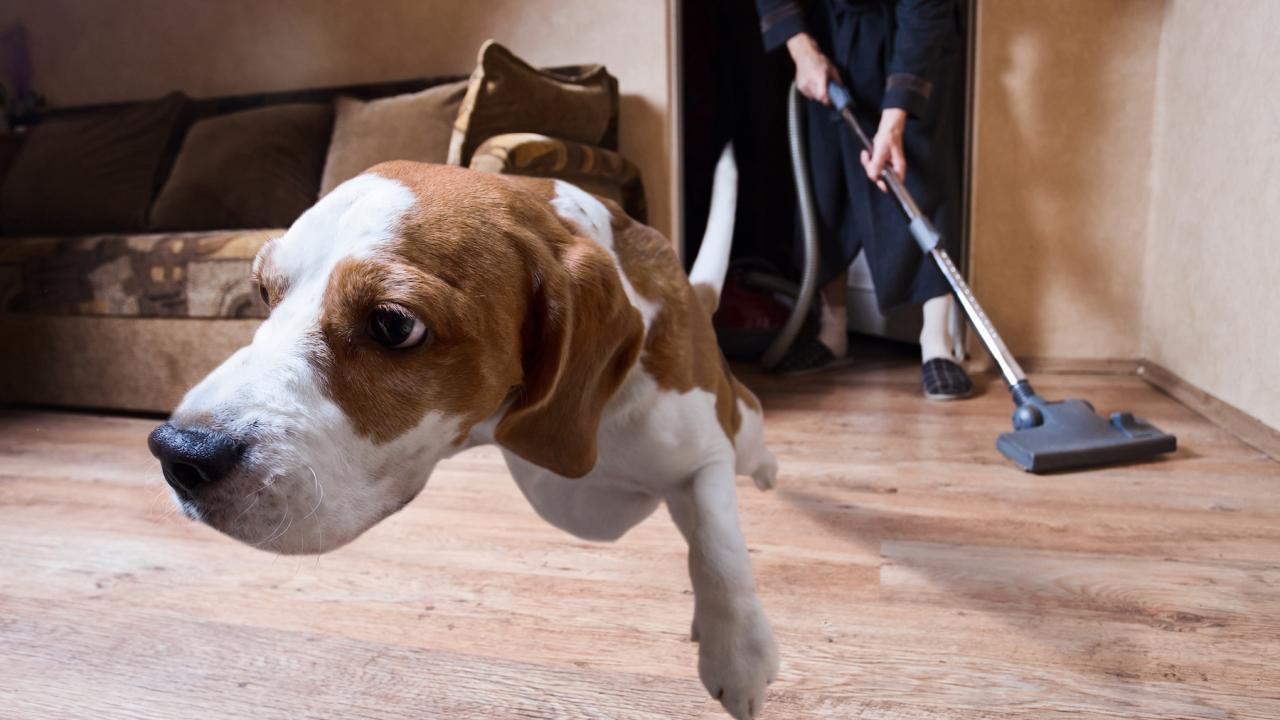 UC Davis study finds even common household items like a vacuum cleaner can cause stress and anxiety for dogs. (Getty)