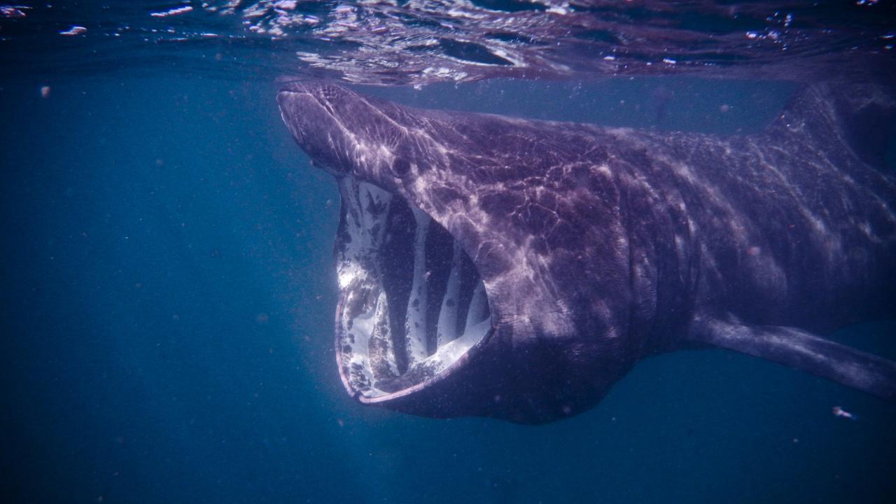 A basking shark feeds off the coast of Scotland. (Getty)