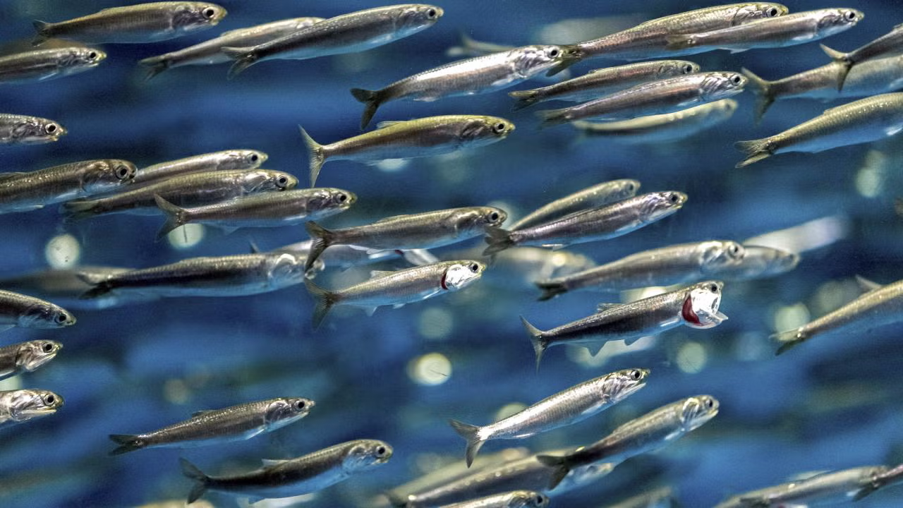 Scientists think a thiamin deficiency in salmon may be related to an anchovy boom. (Spondylolithesis/Getty)