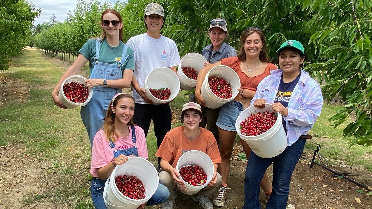 Students recently harvested cherries from a small teaching orchard west of campus, managed by the UC Davis Department of Plant Sciences. From left, standing, are Melissa Murphy. Enzo Ordoñez, Student Farm Market Garden Manager Emma Torbert, student farmer Abigail Oswald, and Fresh Focus internal partners and production coordinator Wendy Martinez Castañeda. Bottom, from left, are Hannah Mevi and Laia Menendez Díaz, who is also the Fresh Focus intern coordinator. (Trina Kleist/UC Davis)