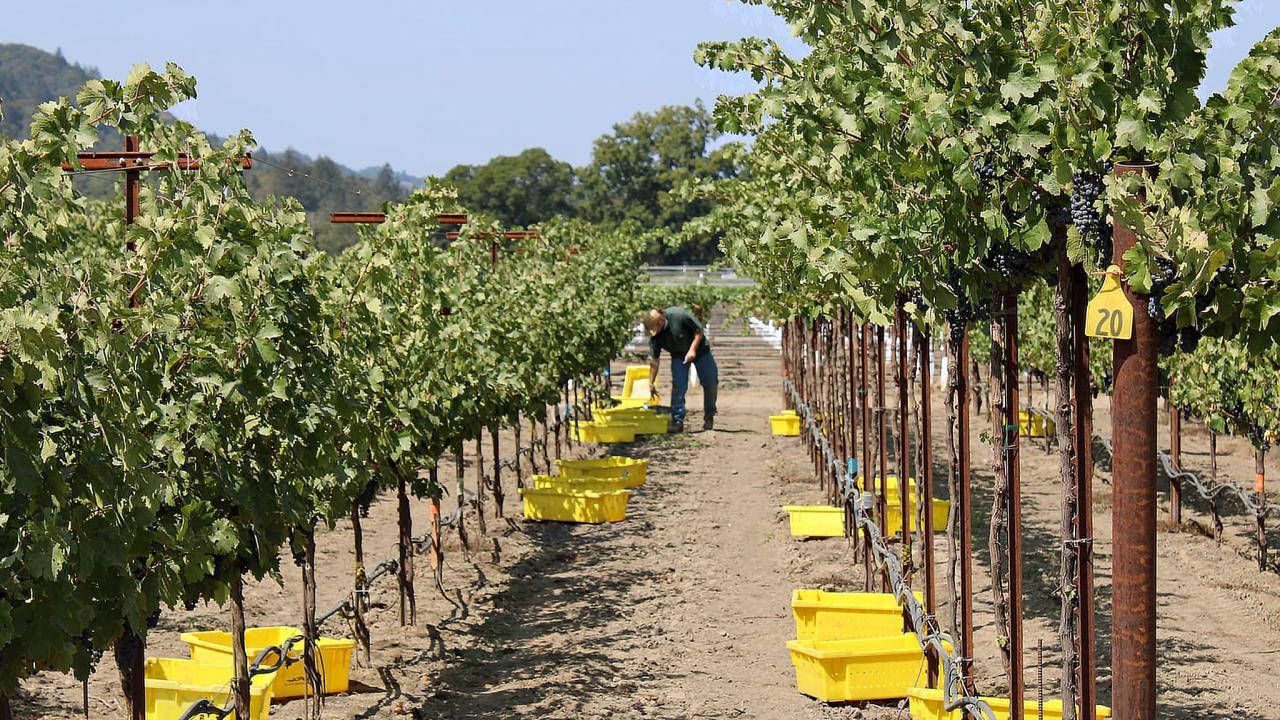 UC Davis study finds that high-wire grapevine trellis systems, such as those shown on the right, could protect grapes from the extreme heat that comes with climate change. (Kaan Kurtural / UC Davis)