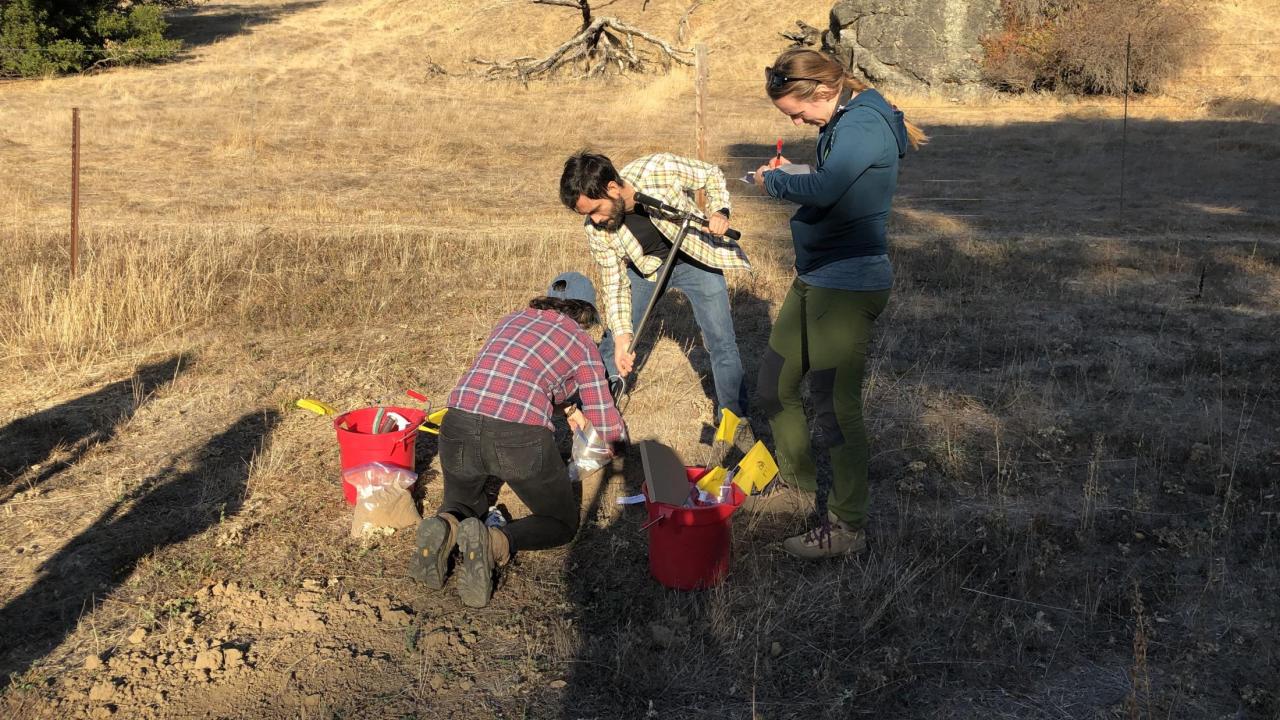 Christian Santos-Medellin, a postdoctoral researcher in the Department of Plant Pathology, collects a soil core with two other researchers examining virus communities under drought conditions. 