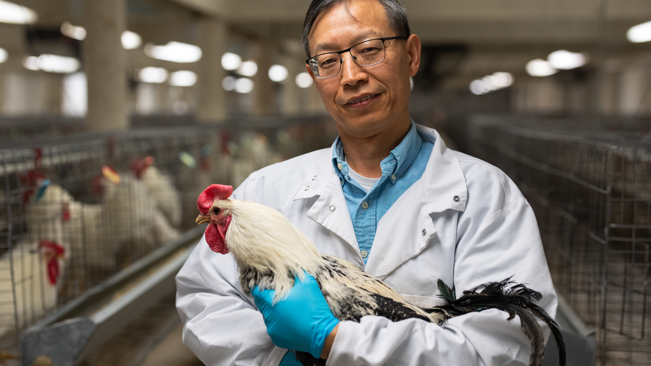 Huaijun Zhou, an animal science professor whose team developed a genetic atlas of gene activity in chickens.