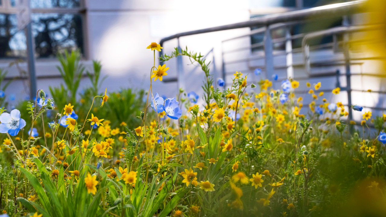 Blue and yellow native plants outside of Hunt Hall.