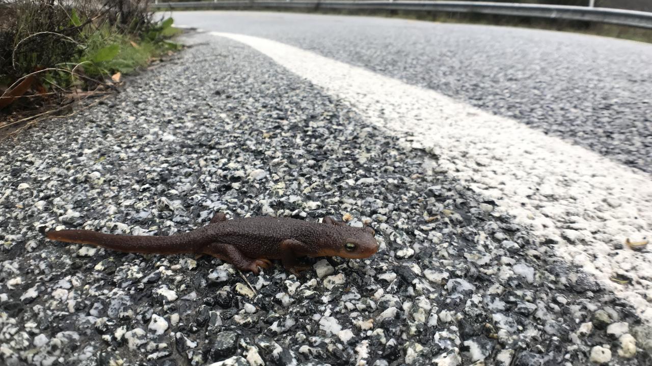 A Pacific newt approaches a highway in California. One of the largest rates of roadkill reported for any wildlife species in the world occurs each year when Pacific newts attempt to cross Alma Bridge Road in Santa Clara County. (Merav Vonshak)