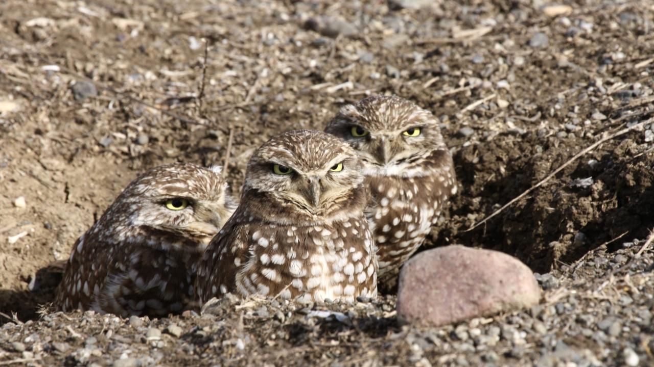 On May 1, 2025, a team of UC Davis birders set a new Yolo County record by spotting 173 bird species in just 24 hours, surpassing the previous record of 172. The record-breaking species was the burrowing owl, like the ones pictured here. Photo by: Daniel Karp, UC Davis