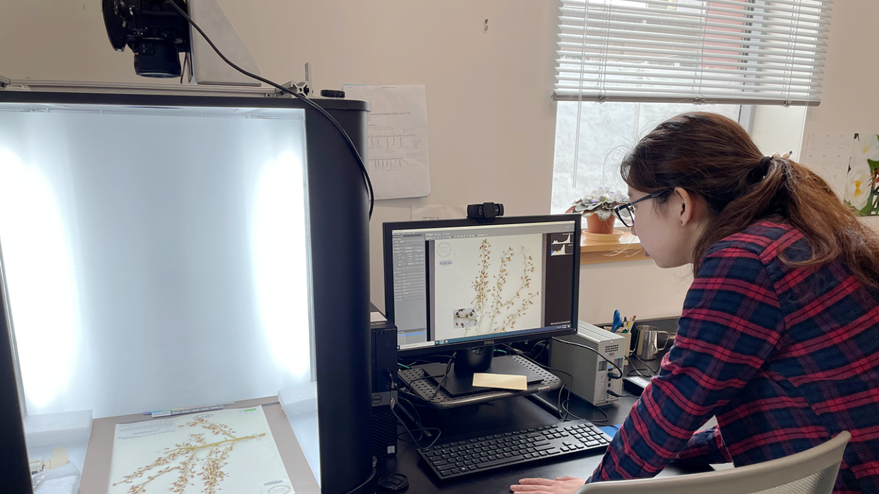 UC Davis Herbarium student volunteer Zihan Wang taking photos and digitizing plant specimens so they can be shared with the Consortium of California Herbaria, which maintains an online specimen database. (Emily C. Dooley / UC Davis)