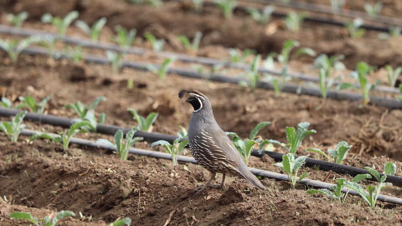 A California quail walks among kale seedlings. A UC Davis study found that bird poop from small birds are unlikely to pose a food safety risk for growers. (Rose Albert, UC Davis)