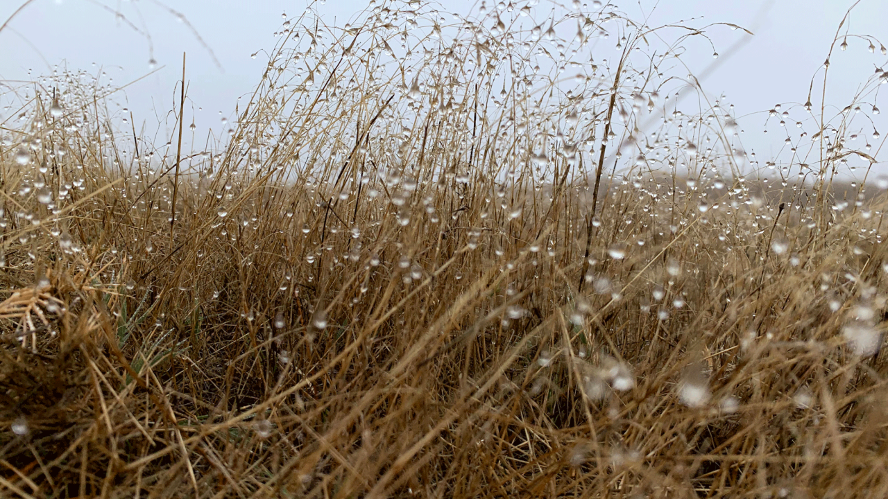 A grassland ecosystem dewy from recent precipitation. (Courtesy of Christian Santos-Medellín)