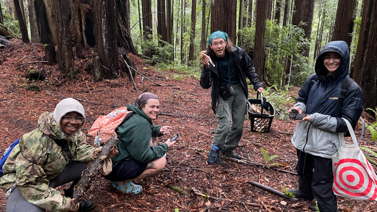 UC Davis students Nila Zanie, Brittany Long, Kyle Elshoff and Demorie Galarza in Jackson State Forest as part of the annual mycology field trip to collect fungi.  (Dave Rizzo /UC Davis)