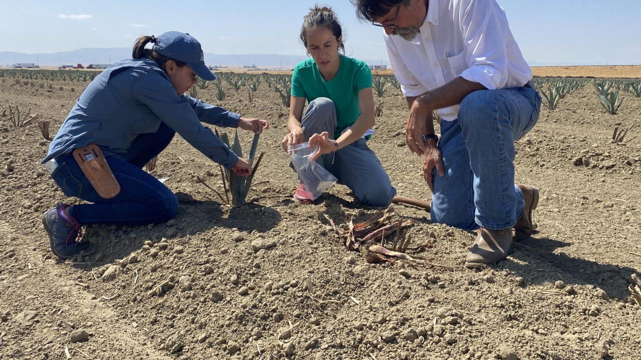 Juliana Osse de Souza, Paula Guzman-Delgado and Stuart Woolf in an agave field in Huron owned by Woolf.  (Melissa Haworth / UC Davis)