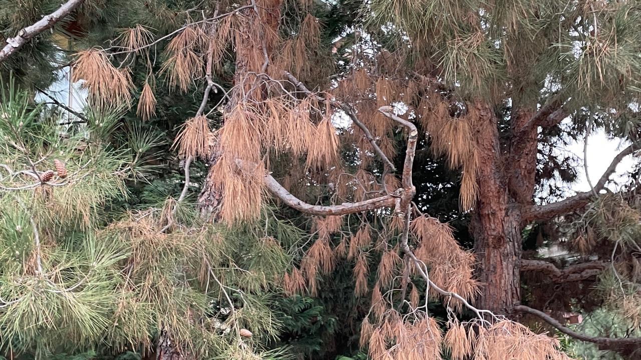 his tree is infected with the fungal pathogen that causes Pine Ghost Canker, which can be fatal for trees. (Akif Eskalen, UC Davis)