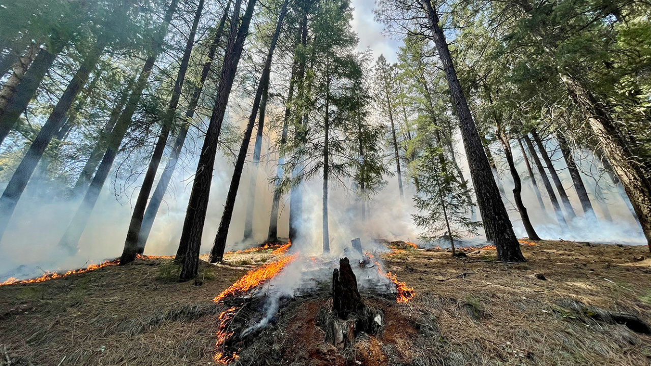 An example of a low severity fire from a prescribed burn in a dry mixed conifer forest. (Andrew Latimer / UC Davis)