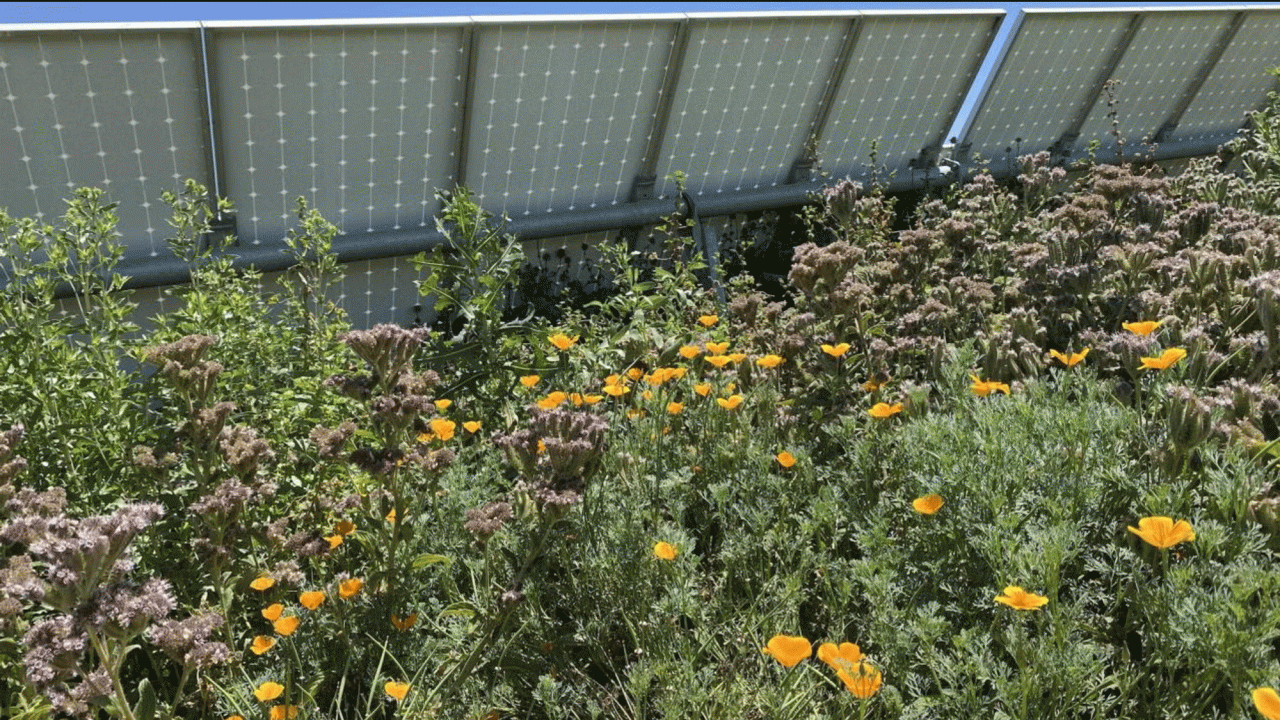A mixture of wildflower species attracts pollinators around and beneath solar panels at a UC Davis ecovoltaic project. (Rebecca R. Hernandez, UC Davis)
