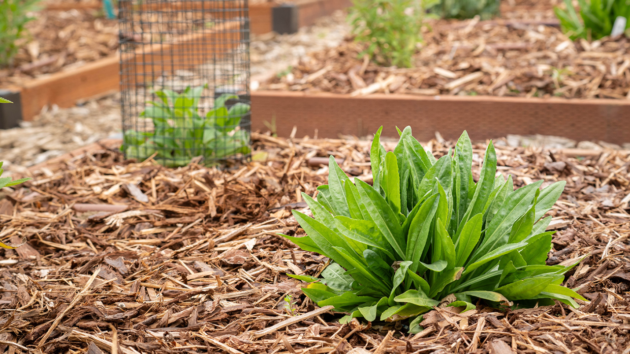 Five species of plants are part of the Climate Adaptation Living Lab to see how they interact with insects and respond to varying water treatments. Photo by: Elyssa Lieu, UC Davis