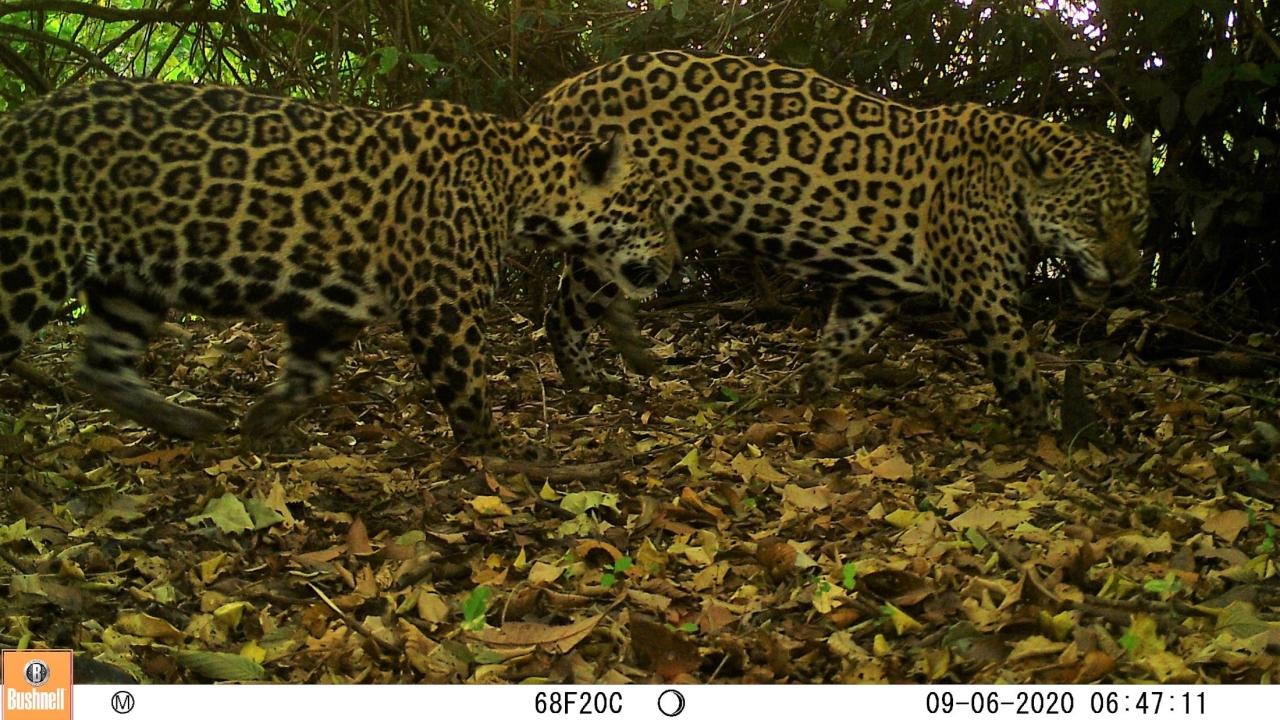 Two jaguars, caught with a camera trap survey, walk through the Brazilian Amazon rainforest. (Daniel Rocha/UC Davis)